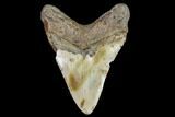 Fossil Megalodon Tooth - North Carolina #104993-2